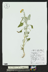 Verbesina encelioides image