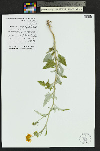 Verbesina encelioides image