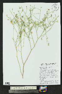 Stephanomeria pauciflora image