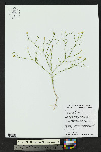 Gutierrezia sphaerocephala image