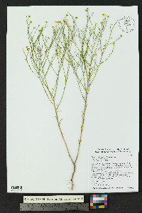 Gutierrezia sphaerocephala image