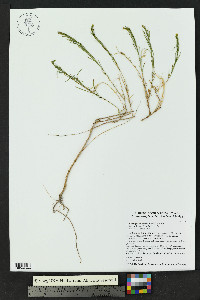 Gutierrezia microcephala image
