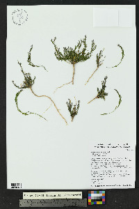 Polygala scoparioides image