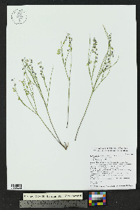 Hebecarpa barbeyana image