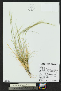 Aristida purpurea var. nealleyi image