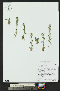 Draba helleriana image