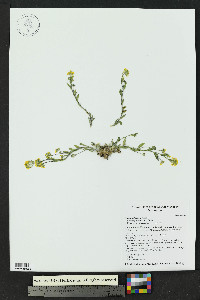 Draba helleriana image