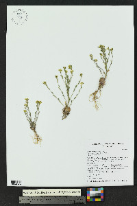 Draba henrici image