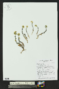 Draba helleriana image