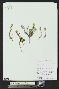 Draba helleriana image