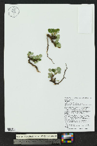 Salix nivalis image