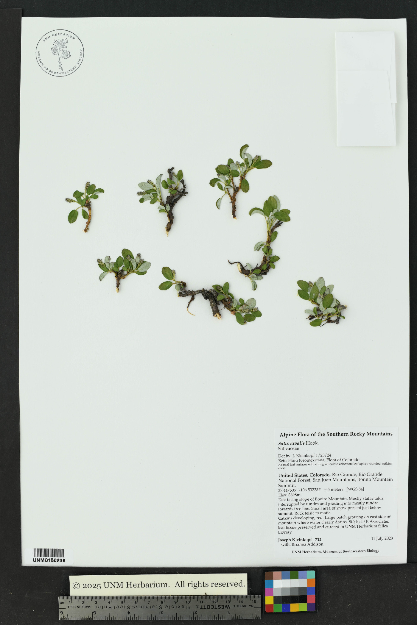 Salix nivalis image