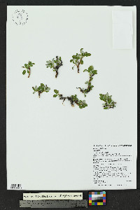 Salix nivalis image
