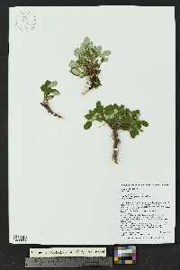 Salix nivalis image