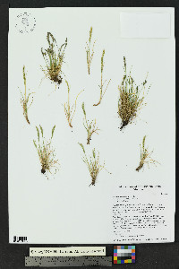 Festuca minutiflora image