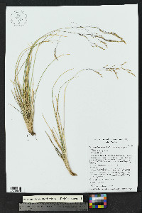 Deschampsia cespitosa subsp. cespitosa image