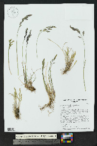 Poa arctica subsp. arctica image