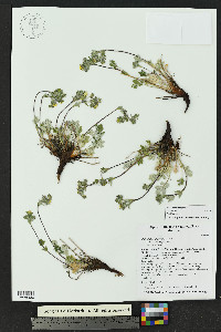 Potentilla subjuga image
