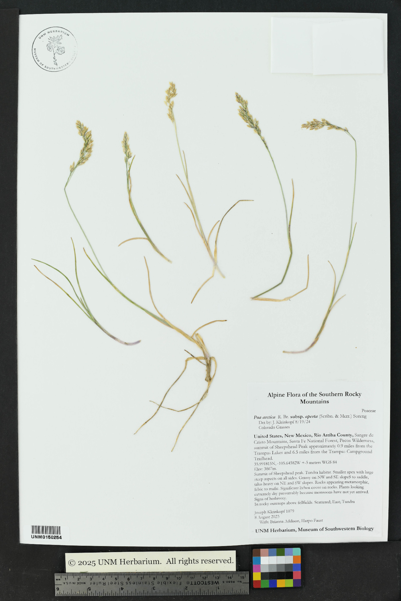 Poa arctica image