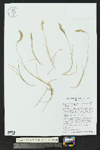 Poa arctica subsp. aperta image