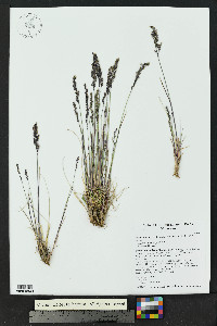 Poa glauca subsp. rupicola image