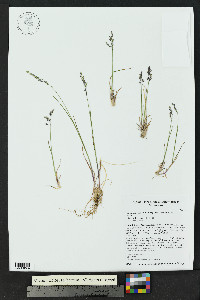 Poa glauca subsp. rupicola image