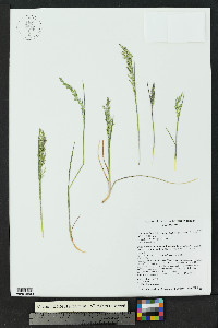 Poa abbreviata var. pattersonii image