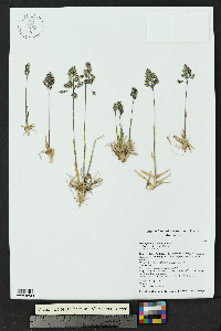 Poa alpina subsp. alpina image