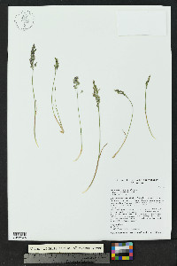 Poa alpina subsp. alpina image
