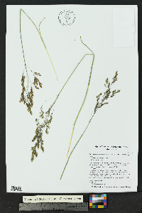 Deschampsia cespitosa subsp. cespitosa image