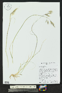 Danthonia parryi image
