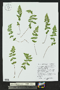Cystopteris fragilis subsp. tenuifolia image
