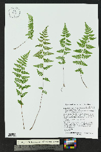 Cystopteris fragilis subsp. tenuifolia image