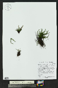 Asplenium trichomanes subsp. trichomanes image
