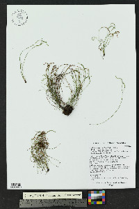 Asplenium septentrionale image