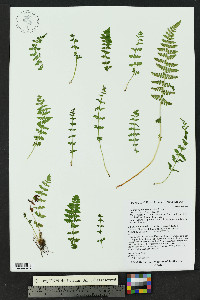 Woodsia neomexicana image