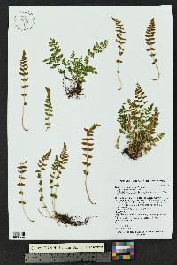 Woodsia neomexicana image