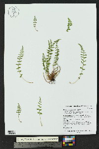 Woodsia neomexicana image