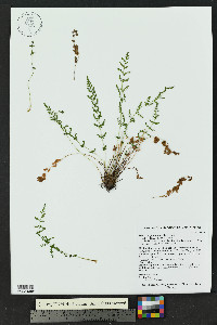 Woodsia plummerae image