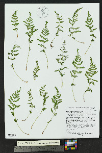 Woodsia plummerae image