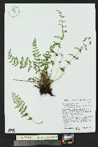 Woodsia plummerae image