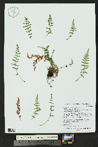 Woodsia plummerae image