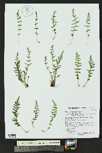 Woodsia plummerae image
