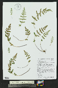Woodsia plummerae image