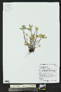 Notholaena standleyi image