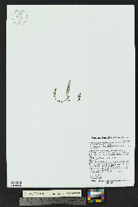 Asplenium trichomanes subsp. trichomanes image