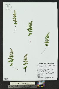 Cystopteris fragilis subsp. tenuifolia image