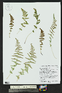 Woodsia oregana image