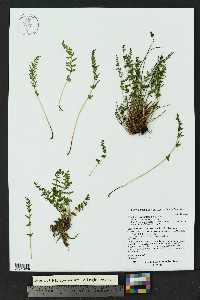 Woodsia oregana image