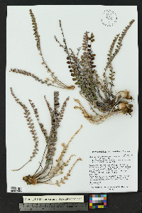 Astrolepis integerrima image